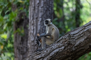 Indian Gray langur (Semnopithecus) or Hanuman langur female breast feeding baby langur or infant in the forest.