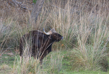 Indian Gaur (Bos gaurus) or Indian Bison walking in the indian jungle.