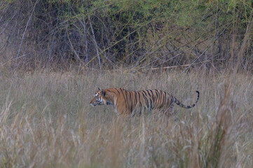 Male tiger (Panthera tigris) walking on jungle with natural green background of Bandhavgarh forest.