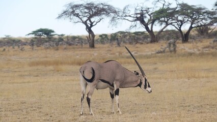 Fototapeta premium Oryx in the savanna