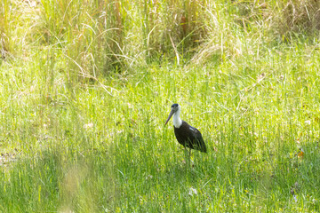 Woolly necked stork in the forest.