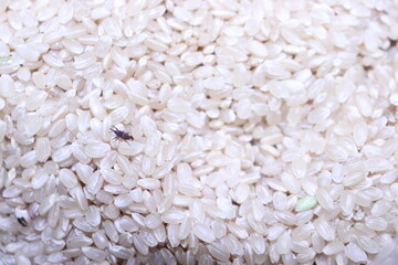 玄米に発生した害虫の写真