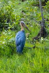 Adjutant stork (Leptoptilos dubius) walking in between the bushes at forest. 