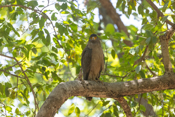 Crested Serpent Eagle (Spilornis cheela) perching on tree branch.