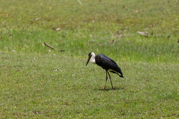 Woolly necked stork in the forest.