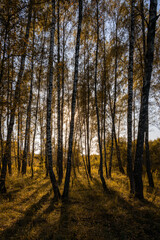 Sun setting through birch tree forest. Golden light illuminating autumn landscape in grove. Natural scenic view for wallpaper design. Autumnal landscape.