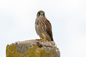 Faucon crécerelle,Falco tinnunculus, Common Kestrel