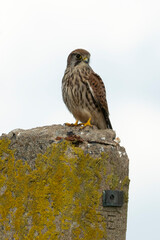 Faucon crécerelle,Falco tinnunculus, Common Kestrel