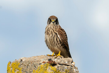 Faucon crécerelle,Falco tinnunculus, Common Kestrel