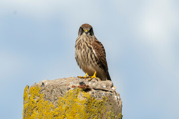 Faucon crécerelle,Falco tinnunculus, Common Kestrel