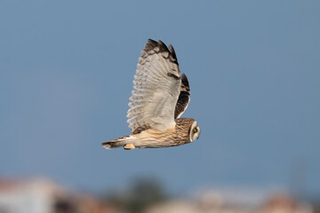 Hibou des marais, Hibou brachyote, Asio flammeus, Short eared Owl, region Pays de Loire; marais Breton; 85, Vendée, France