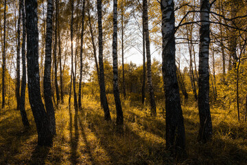 Fototapeta premium Sun setting through birch tree forest. Golden light illuminating autumn landscape in grove. Natural scenic view for wallpaper design. Sunset in grove.