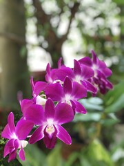 purple orchid flower