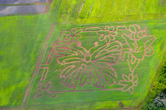 Aerial view of a vast cornfield transformed into an intricate butterfly maze, its earthy paths contrasting with the lush green crops, Nokesville, Virginia, United States. - Powered by Adobe