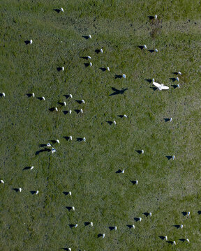 Aerial view of a flock of sheep scattered across a lush green field, a pastoral scene of tranquility, Woodbridge, Virginia, United States.