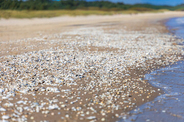 A vibrant stretch of Baltic Sea beach adorned with countless small, colorful seashells, creating a natural mosaic where sand meets the gentle waves