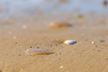 Numerous dead jellyfish washed ashore on the wet sand of a Baltic Sea beach, creating a unique natural pattern after high tide