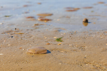 Numerous dead jellyfish washed ashore on the wet sand of a Baltic Sea beach, creating a unique natural pattern after high tide