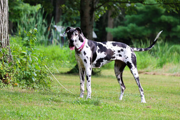 Full Body Great Dane Standing Outdoors &ndash; Majestic Large Dog Breed in Natural Light
