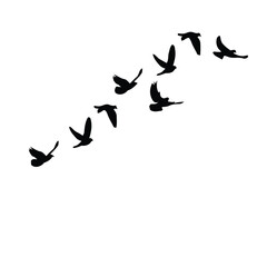 bird, flying, silhouette, flock, freedom, migration, sky, wing, nature, animal, movement, white background, isolated, graphic, design, symbol, peace, hope, journey, abstract, simple, clean, pattern, s