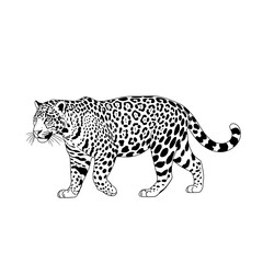 Obraz premium Black and white illustration of a leopard walking gracefully 