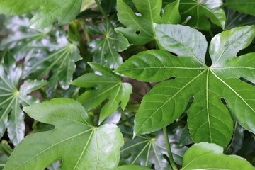 Obraz premium Fatsia japonica or Japanese aralia leaves