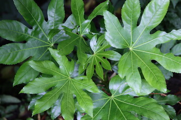 Fatsia japonica or Japanese aralia leaves