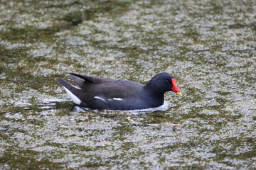Moorhen swimming on a pond