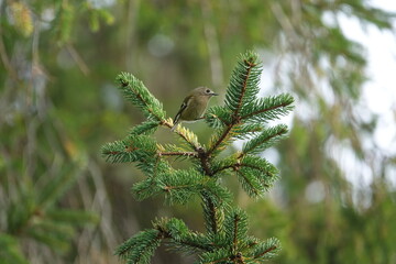 the tiny goldcrest (Regulus regulus)