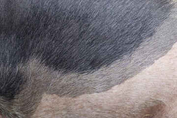 Close up of British Saddleback pig skin
