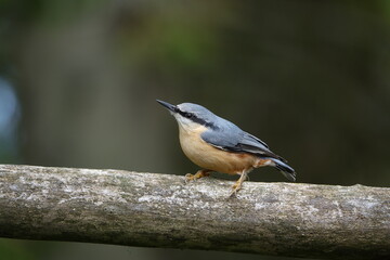 The Eurasian nuthatch (Sitta europaea)