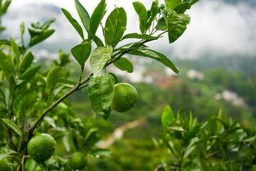 Green limes hang from branches with leaves, showing water drops on a misty day.