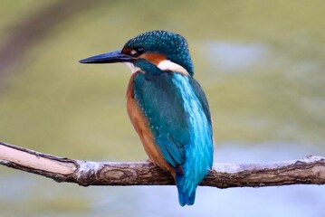 Kingfisher sitting on a branch overlooking a pond