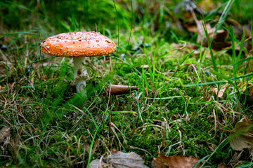 Red Spotted Mushroom On Mossy Forest Floor With Grass And Autumn Leaves
