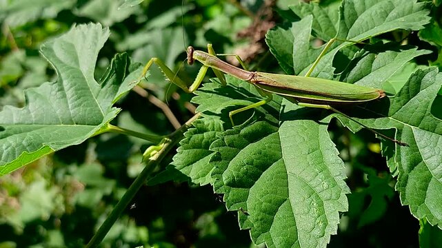 한국,곤충,사마귀,왕사마귀,Korea, Insects, Warts