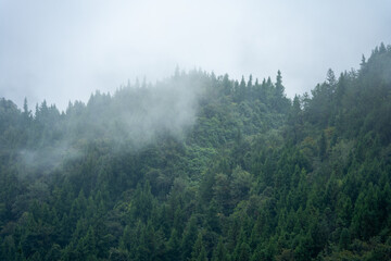 Misty forest covers hillsides in China.