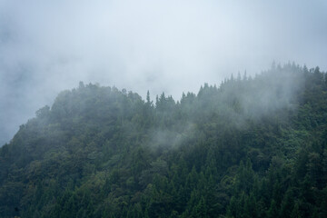 A dense forest covers a misty mountain slope in Yichang City, China, creating a serene natural...