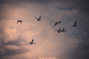 birds in the sky