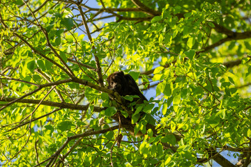 Um macaco escondido entre as folhas de uma árvore frondosa.