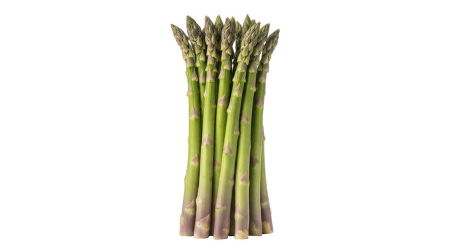 Isolated fresh bundle of green asparagus spears for nutrition or health, uncooked, raw diet food