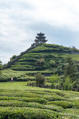 A traditional Chinese pagoda stands atop a lush green tea plantation on a terraced hillside in...