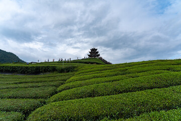 The green tea fields of Enshi City, China stretch out under a cloudy sky towards a traditional...