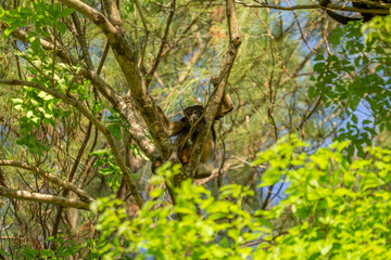 Um macaco preto sentado, descansando entre galhos de uma árvore.