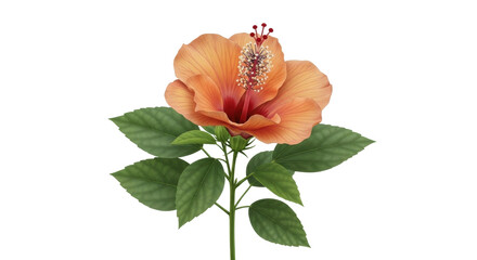 Isolated Peach Hibiscus Blossom with Green Leaves for Designs, Gardens, and Summer Fun