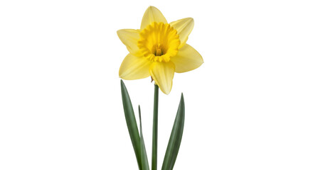 Isolated elegant single yellow daffodil flower with green leaves in full bloom, spring