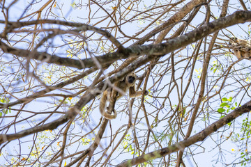 Um macaco empoleirado em galhos de uma árvore sem folhas.