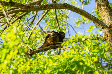 Um macaco preto empoleirado no galho de uma árvore frondosa.