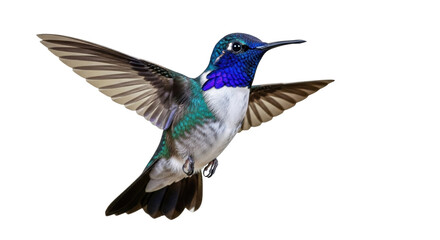 Isolated White-chested Hummingbird with colorful plumage, hovering in the air gracefully