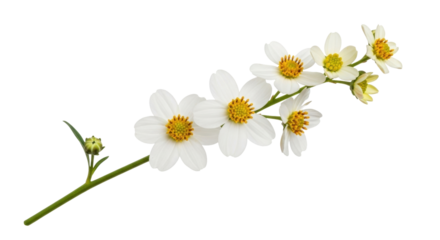 Isolated twig with elegant daisy-like white flowers and one unopened bud, wildflower, spring