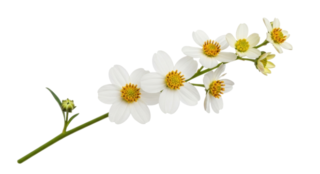 Isolated twig with elegant daisy-like white flowers and one unopened bud, wildflower, spring